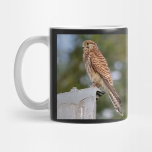 kestrel Mug